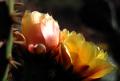 Desert Pear Bloom